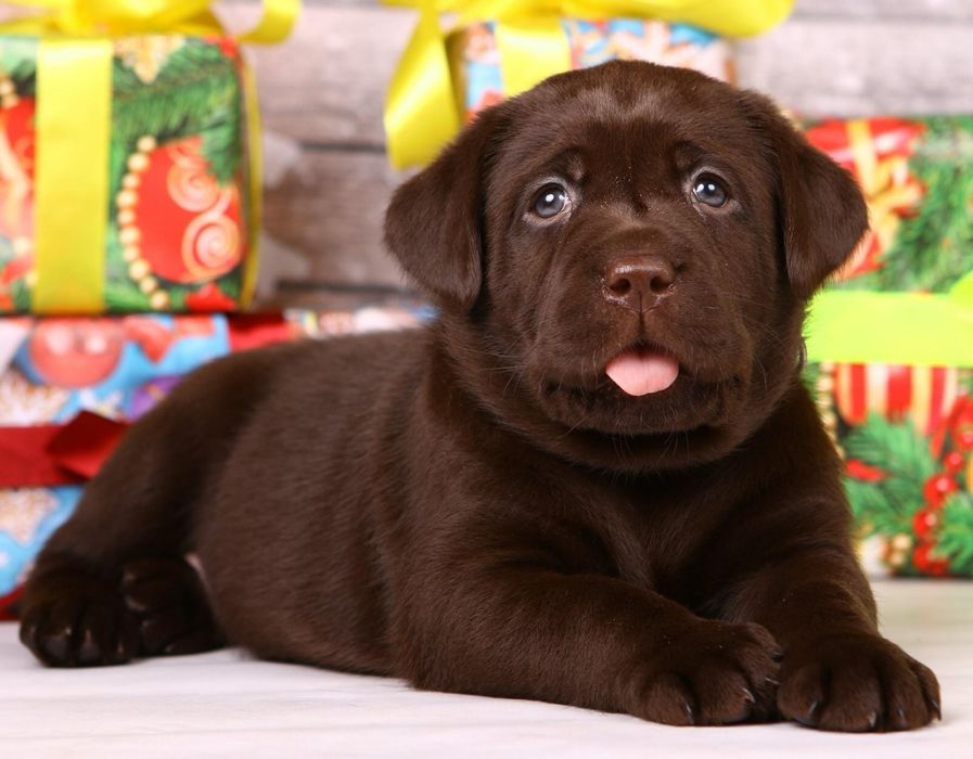 Шоколадні лабрадори Запоріжжя