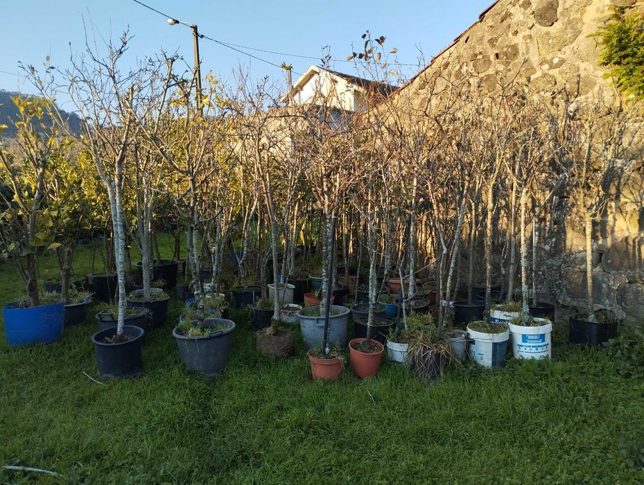 Árvores de fruto a bom preço