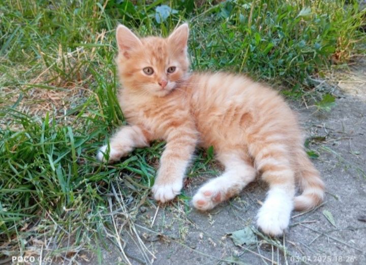 Котик у люблячу родину!!!