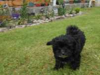 Pudel -Maltipoo piesek