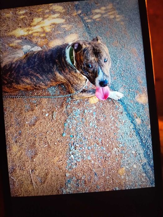 Adoção Cão amarican stoffordshire Terrier