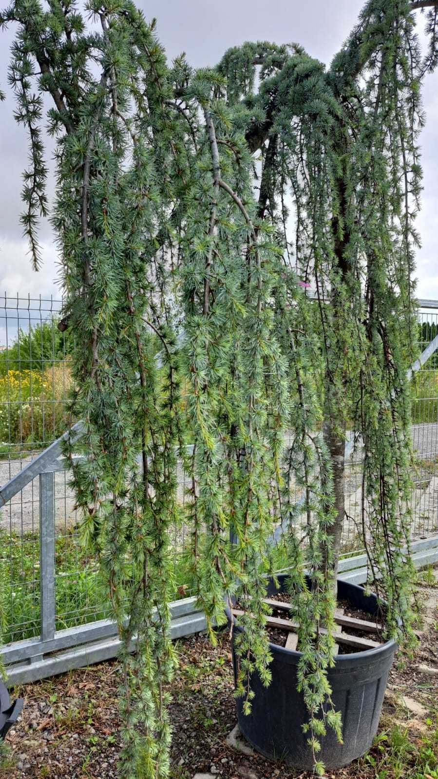 CEDR Atlaski  'pendula'