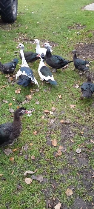 Sprzedam kaczki i kaczory