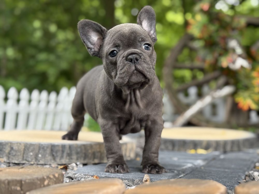 Buldog francuski suczka