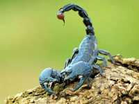 Лесной скорпион из Таиланда