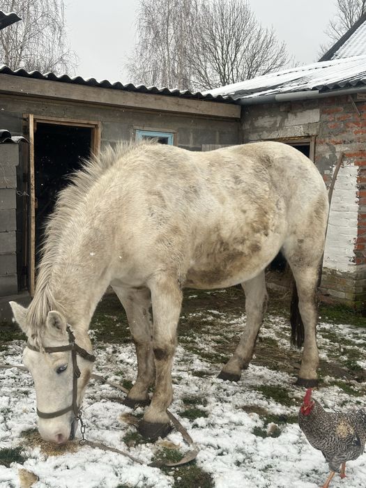 Продам робочу кобилу 10 років