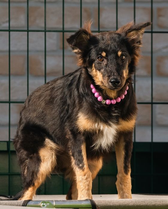 Щенок бесплатно в добрые руки