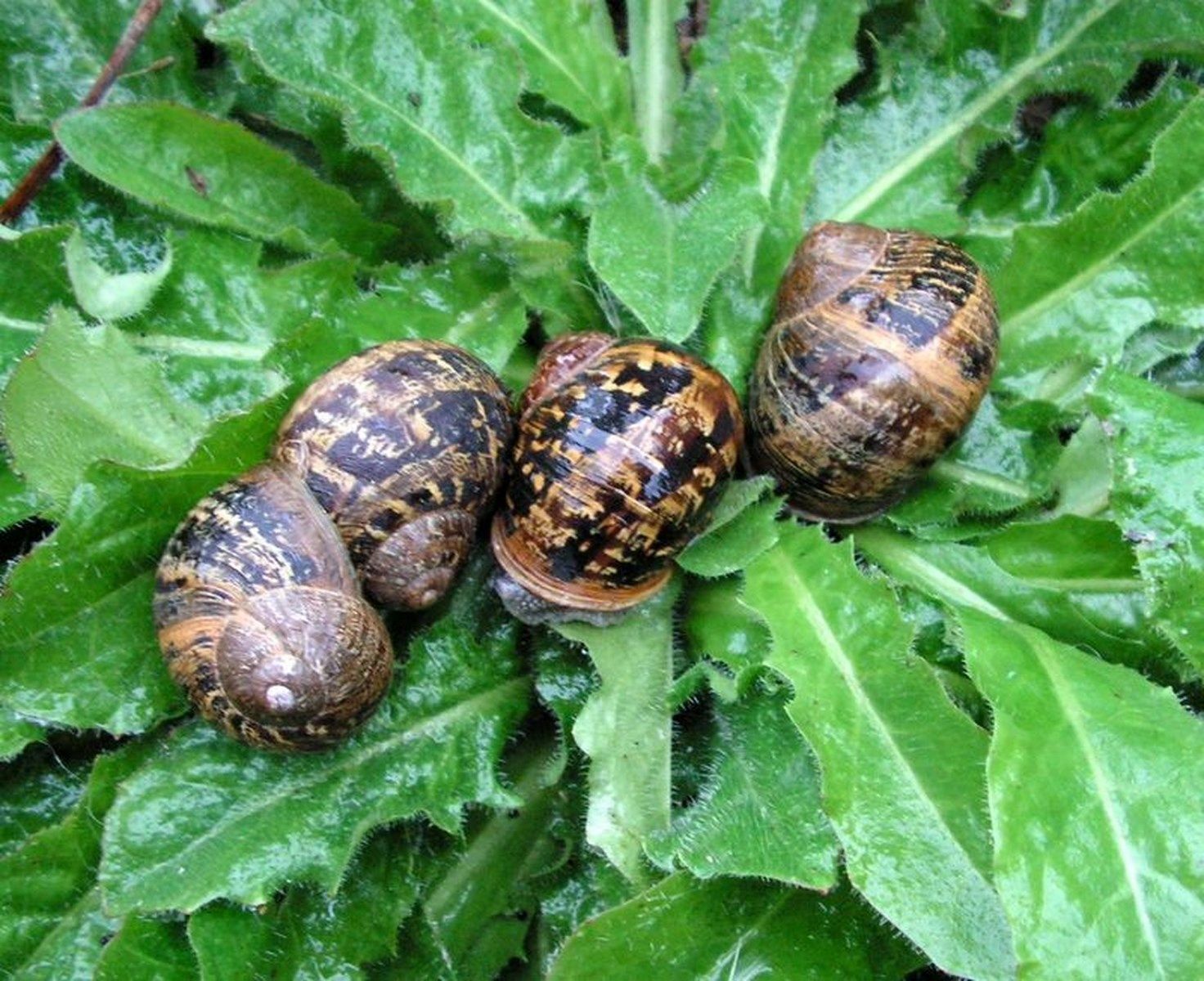 Маточне стадо равлика Helix Aspersa Muller