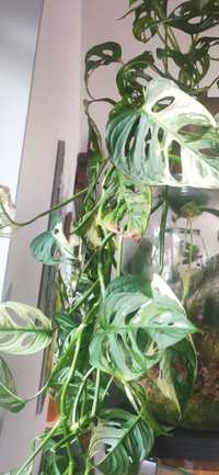 Monstera Adansonii variegata
