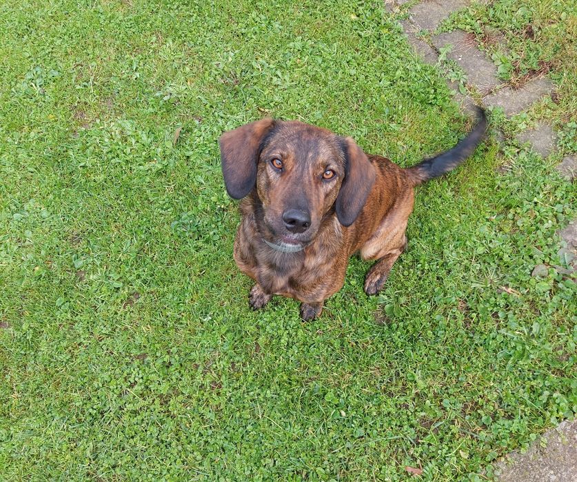 Suczka Nela szuka domu