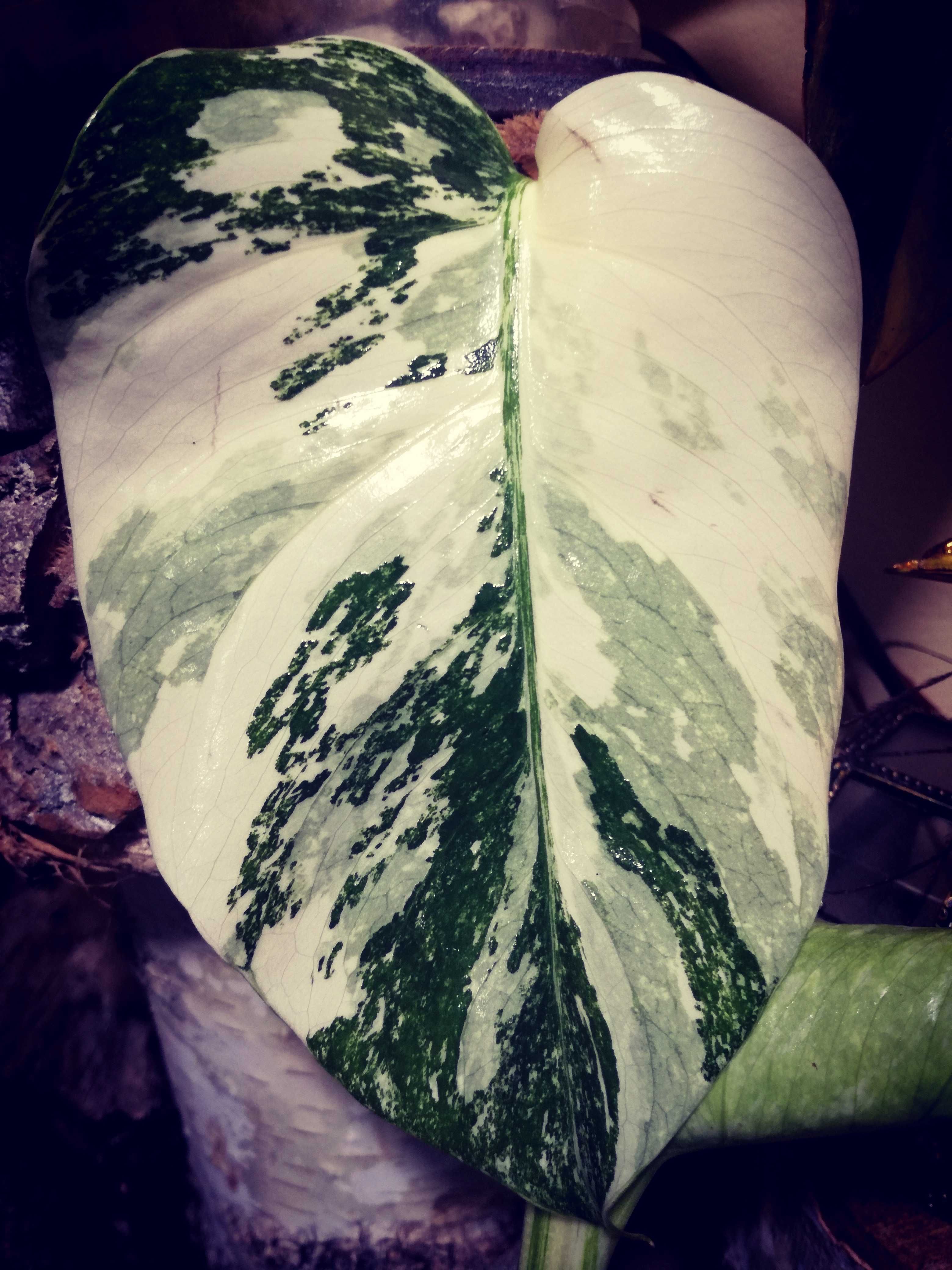 Monstera Alba Variegata biała NOWA !  jedwab Philodendron filodendron