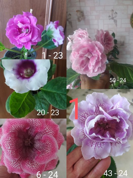 Глоксинії. Бульби та  Насіння.