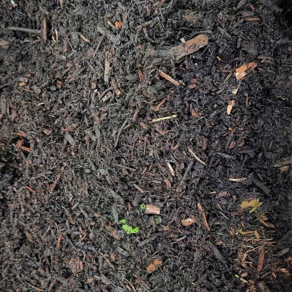 Substrat Humusowy z Kompostowanych Pozostałości Pozrębowych