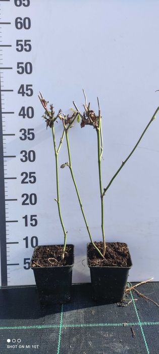 Jeżyna/ Rubus sadzonka doniczka P9