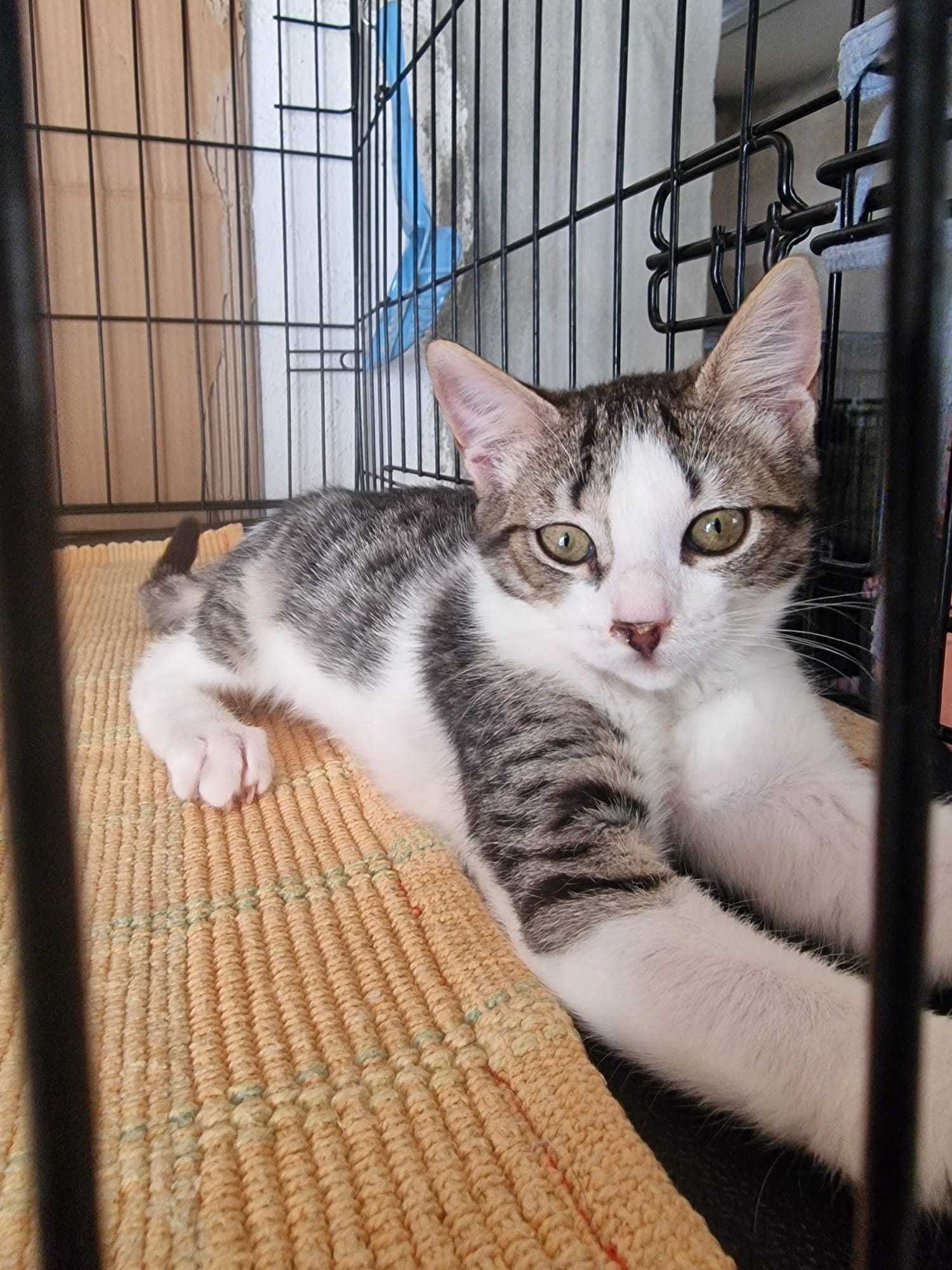 Gatinhos bebés para adoção consciente