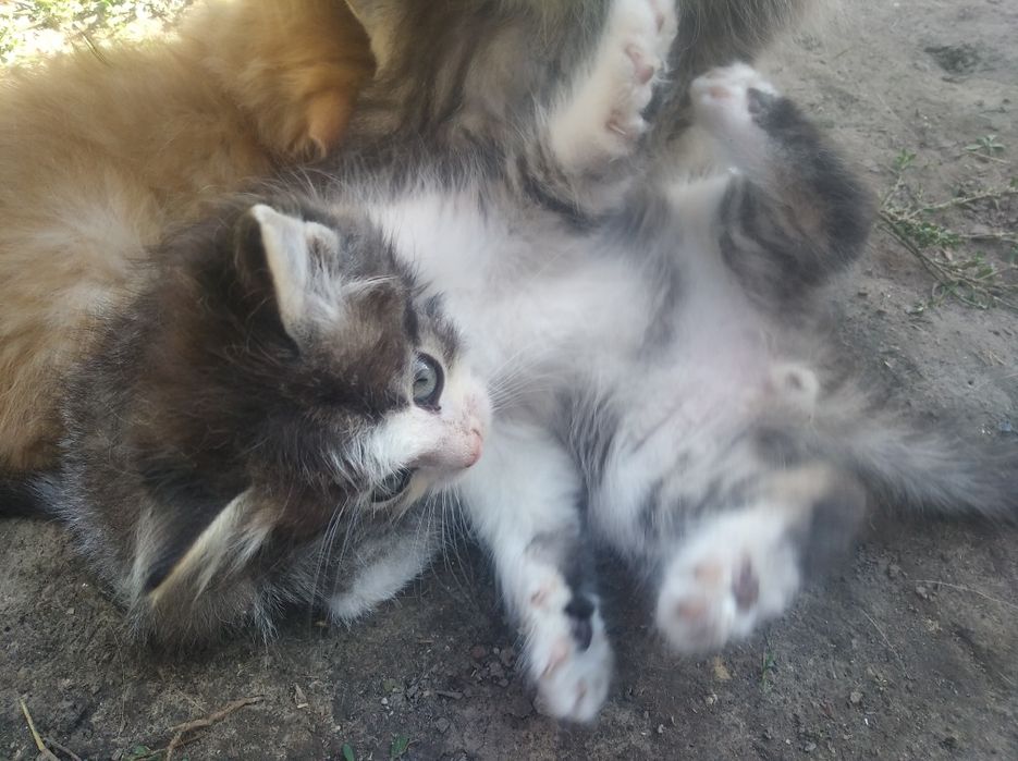 Котенок  в добрые руки