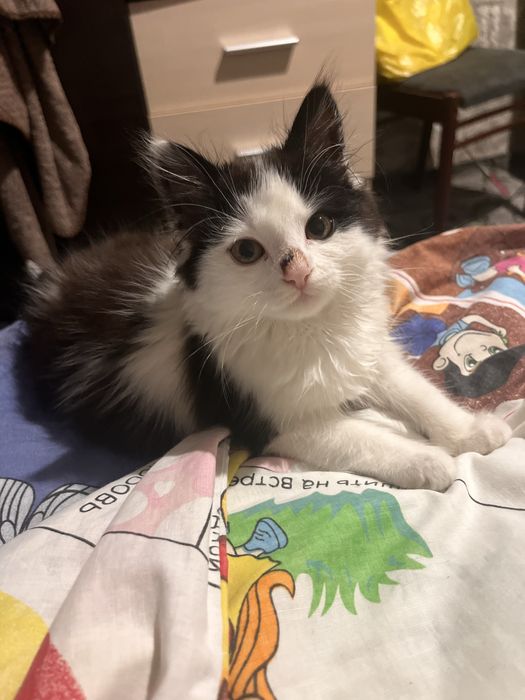 Кішечки та котики в гарні руки