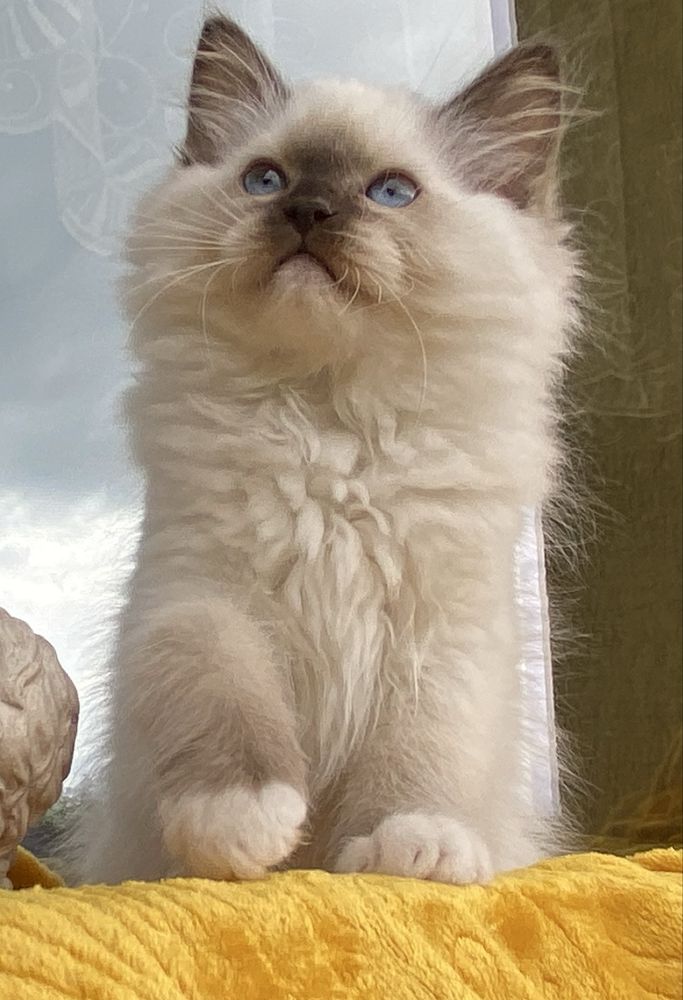 Kocurek Nemo kot Ragdoll kotek FPL