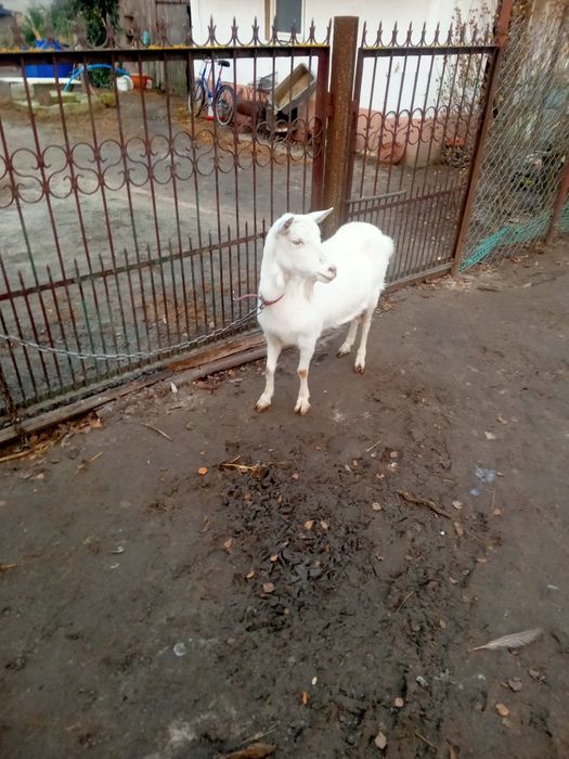 Koza i młode kuzki saksonskie