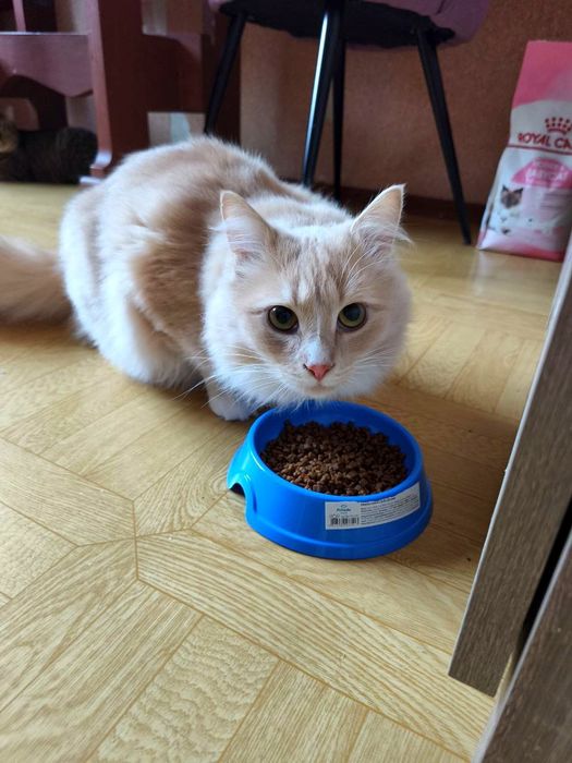 Молодий персиковий котик