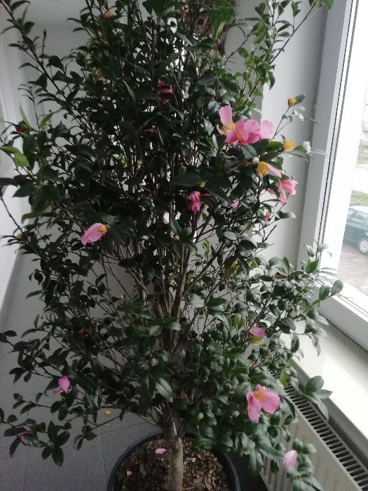 Kamelia sasanqua' Hana Jiman'