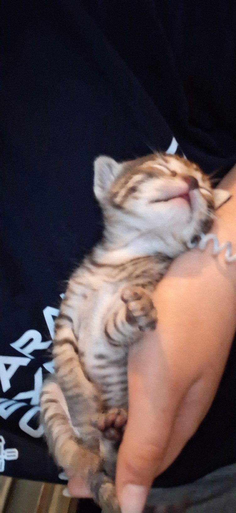 Gatinhos bebés com 1 mês de idade