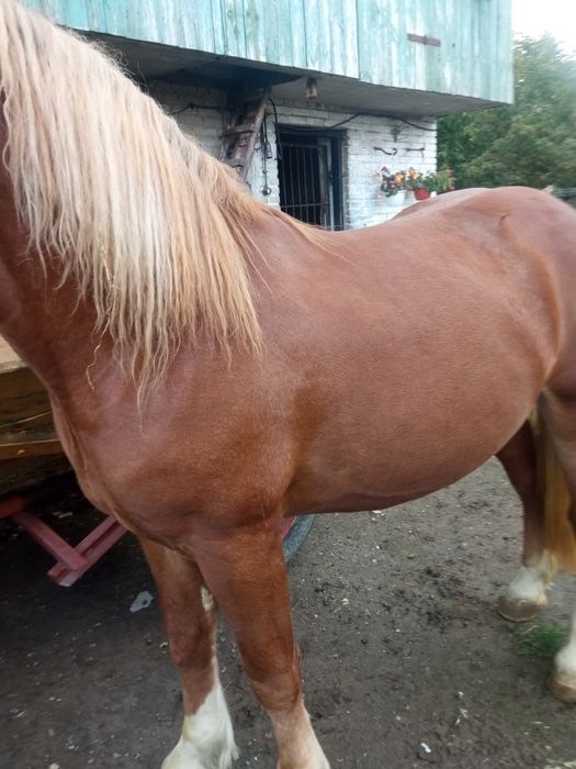 Ogier rasy zimnokrwistej