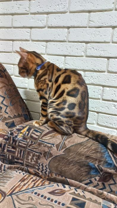 Бенгальский кот вязка