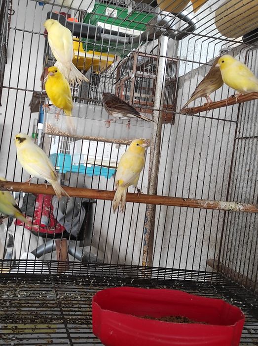 Só fêmeas deste ano