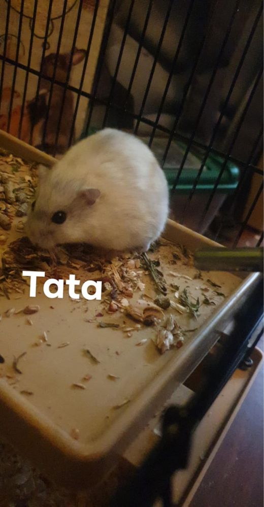 Zapowiedz miotu chomików