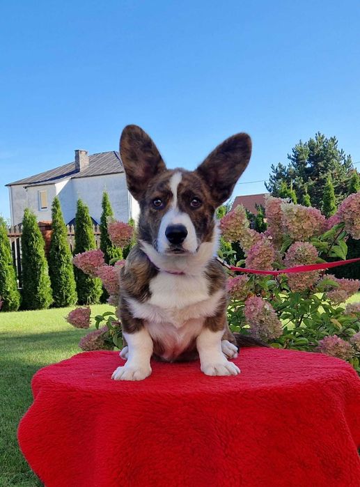 Welsh Corgi Cardigan - piesek FCI
