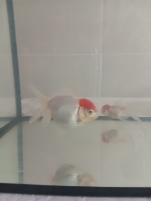 Oranda e Telecopio XL