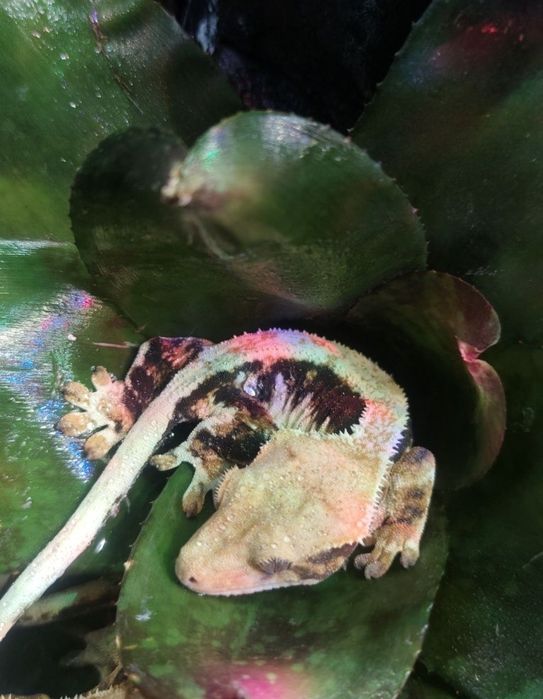 Gekon orzęsiony samica