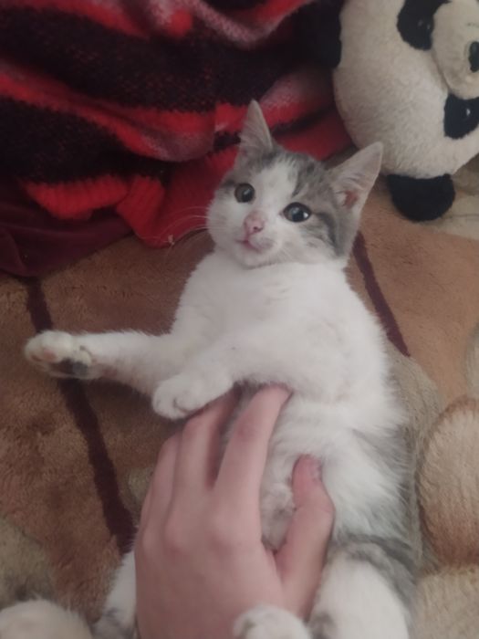 Віддам кішечку в добрі руки
