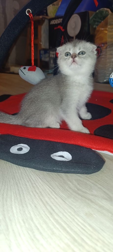 Шотландские СкоттишСтрайт и СкоттишФолд