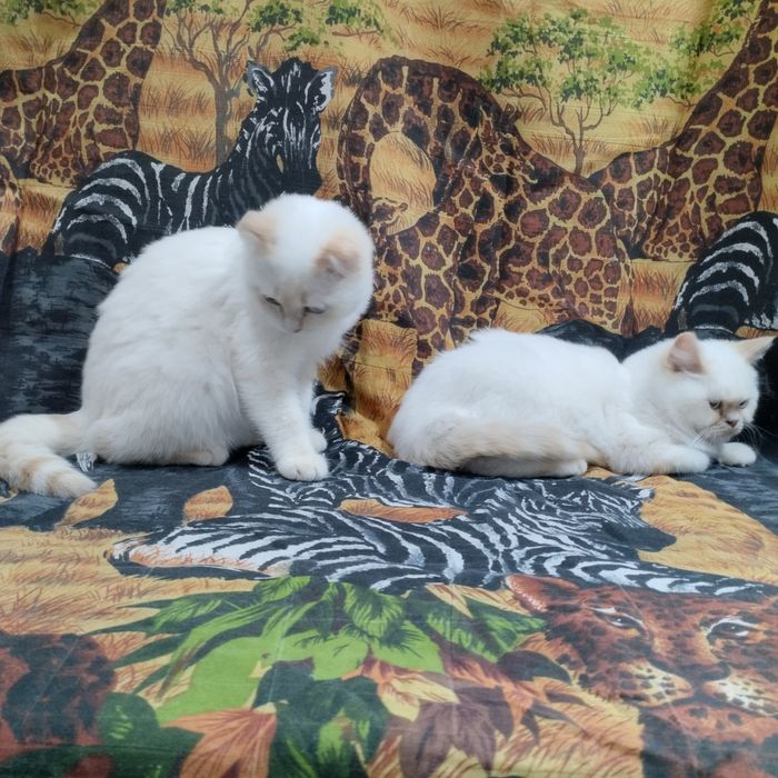 Шотландські кошенята,коти