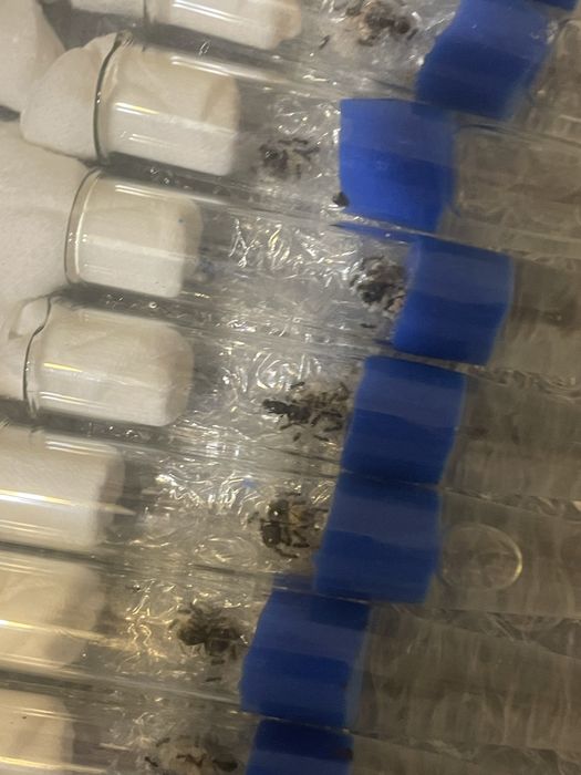 Продам lasius niger лазиус нигер муравей