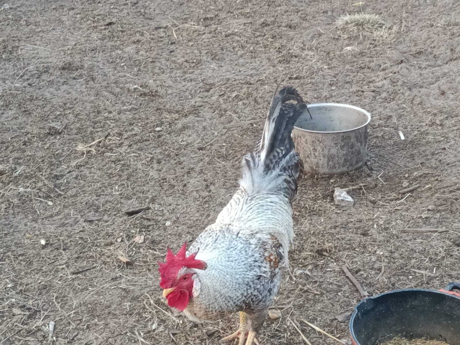 jaja lęgowe legbar cream