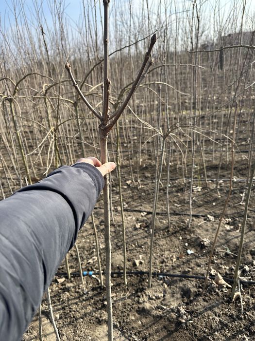 Саджанці плодових дерев