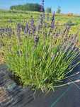 Lawenda 1.5 roczna hidcote blue kopana prosto z gruntu