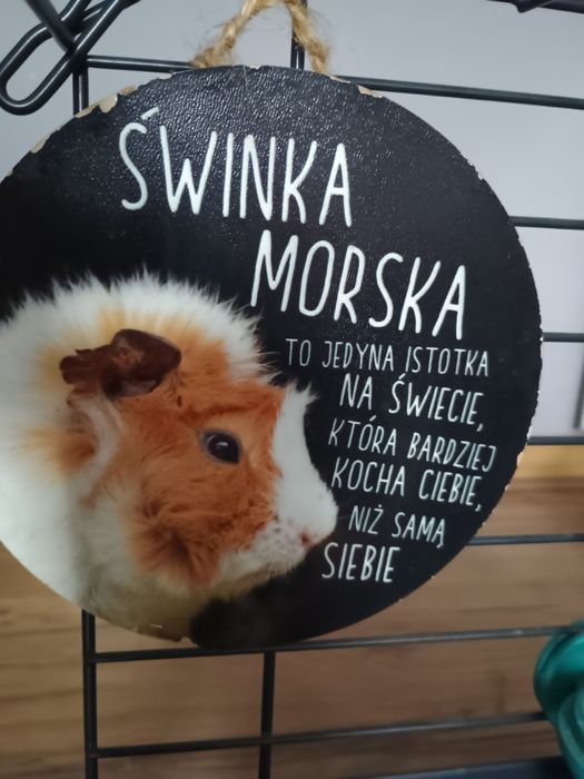 Klatka dla świnki morskiej