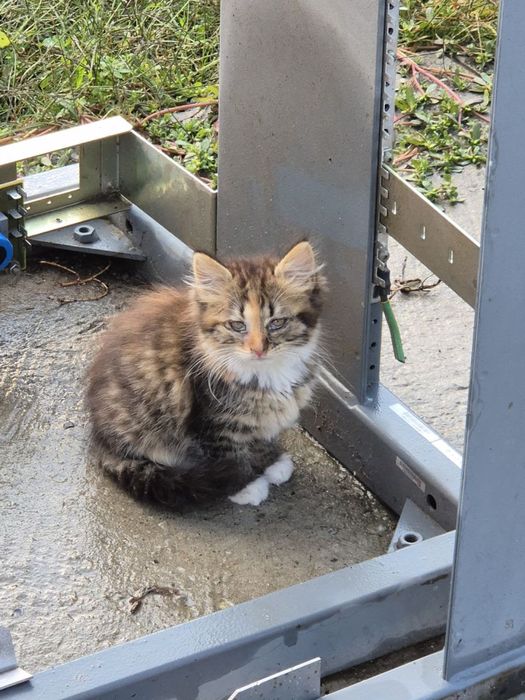 Безкоштовний корм та кошеня
