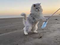 Kocur Kot Maine Coon Srebrny /Silver /Dymny /Pale