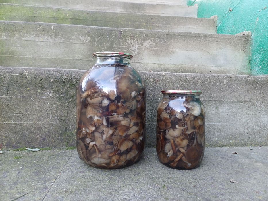 Опеньки 2025 , та інші гриби