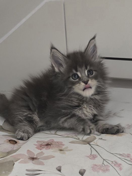 Niebieska kotka Maine Coon