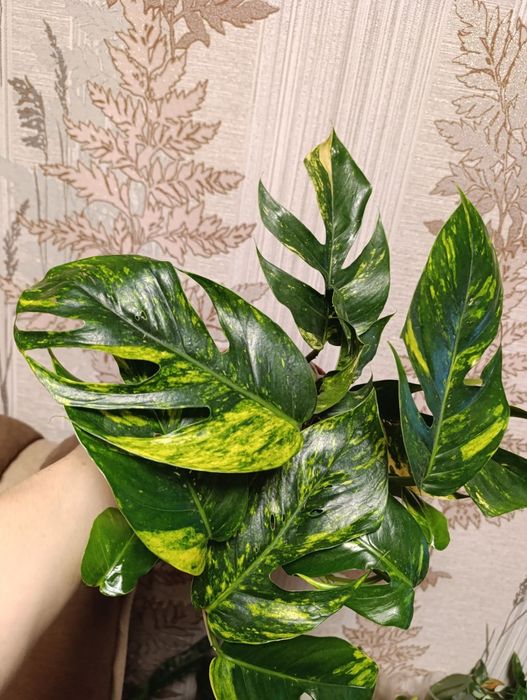 Філодендрон єпіпремнум Cintho Goldfinger сциндапсус