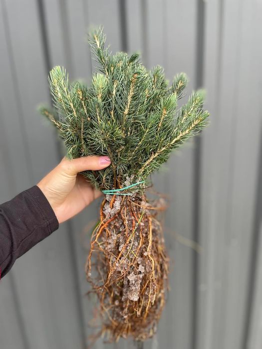 Кейбаб, ялинка, ялинка голуба, ель, туя.