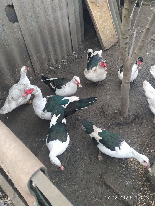 Мускусные утки качка