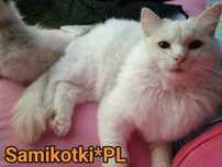 Kocur Ragdoll Kocurek HULK, Odi  reproduktor , krycie FPL/CCF