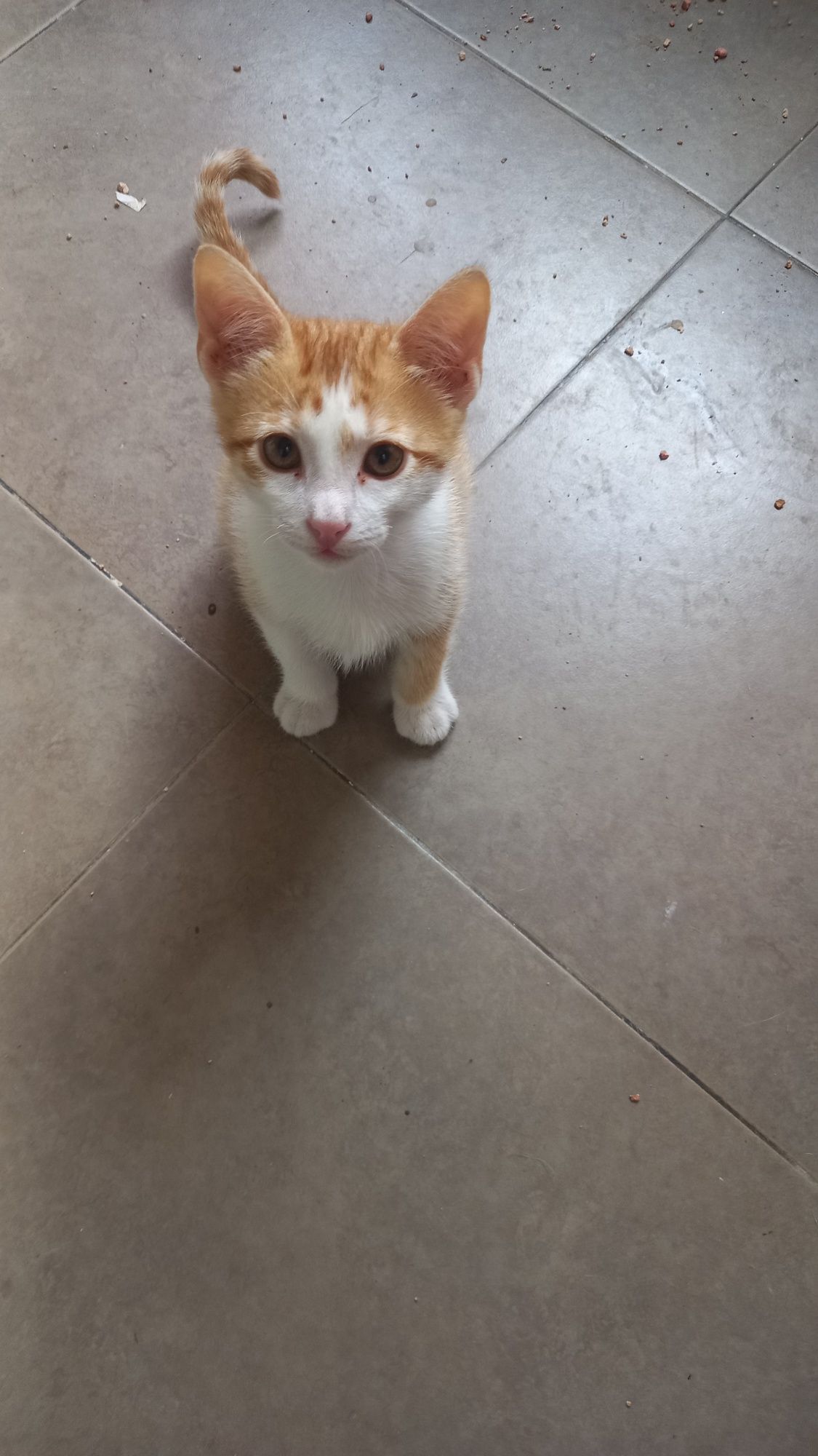 Gatinho para adopção  com dois meses.